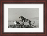 Framed Lion And Lioness On A Hill