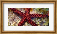 Framed Sea Star