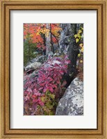 Framed Autumn Color Foliage And Boulders Along Saint Louis River, Minnesota.