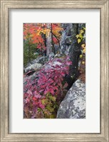 Framed Autumn Color Foliage And Boulders Along Saint Louis River, Minnesota.