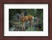 Framed Young Mule Deer Buck, Grand Canyon National Park, Arizona