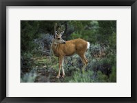 Framed Young Mule Deer Buck, Grand Canyon National Park, Arizona