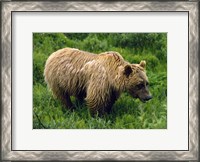 Framed Rain-Soaked Grizzly Bear In Grass, Profile, Denali National Park, Alaska
