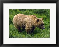 Framed Rain-Soaked Grizzly Bear In Grass, Profile, Denali National Park, Alaska