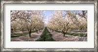 Framed Almond Trees In An Orchard, Central Valley, California