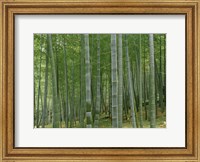 Framed Bamboo Trees In A Forest, Fukuoka, Japan