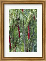 Framed Bamboo And Palm Trees In A Forest