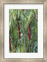Framed Bamboo And Palm Trees In A Forest