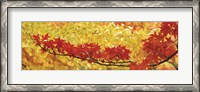 Framed Red And Yellow Autumnal Leaves