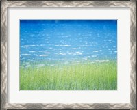 Framed Grass In Water