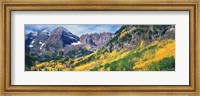 Framed Aspen Trees In Autumn With Mountains In The Background, Elk Mountains, Colorado