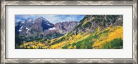 Framed Aspen Trees In Autumn With Mountains In The Background, Elk Mountains, Colorado