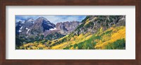 Framed Aspen Trees In Autumn With Mountains In The Background, Elk Mountains, Colorado