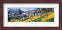 Framed Aspen Trees In Autumn With Mountains In The Background, Elk Mountains, Colorado