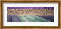 Framed Lavender Growing Beside Dry-Stone Wall, Somerset, England