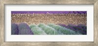 Framed Lavender Growing Beside Dry-Stone Wall, Somerset, England
