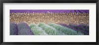 Framed Lavender Growing Beside Dry-Stone Wall, Somerset, England