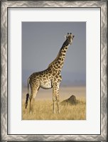 Framed Masai Giraffe Standing In A Forest, Kenya