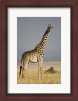 Framed Masai Giraffe Standing In A Forest, Kenya