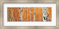 Framed View Of Aspen Trees, Granite Canyon, Wyoming,