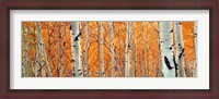 Framed View Of Aspen Trees, Granite Canyon, Wyoming,