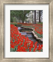 Framed Red Tulips And Brook In Hodges Gardens, Louisiana