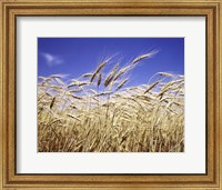 Framed Close-Up Of Heads Of Wheat Stalks Against Blue Sky