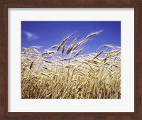 Framed Close-Up Of Heads Of Wheat Stalks Against Blue Sky