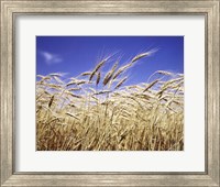 Framed Close-Up Of Heads Of Wheat Stalks Against Blue Sky