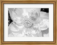 Framed Close-Up Of American White Waterlily Flower