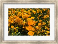 Framed California Poppies And Canterbury Bells Growing In A Field