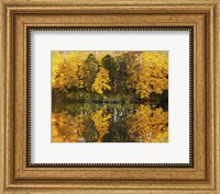 Framed Autumn Trees In A Park, Delnor Woods Park, St. Charles, Illinois