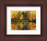Framed Autumn Trees In A Park, Delnor Woods Park, St. Charles, Illinois