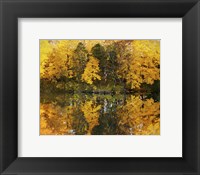 Framed Autumn Trees In A Park, Delnor Woods Park, St. Charles, Illinois