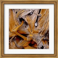 Framed Bark Of Spruce Tree