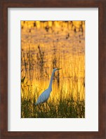 Framed Great Egret At Sunset, Viera Wetlands, Florida