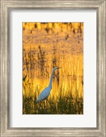 Framed Great Egret At Sunset, Viera Wetlands, Florida