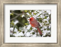 Framed Close-Up Of Male Northern Cardinal In American Holly