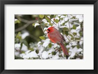 Framed Close-Up Of Male Northern Cardinal In American Holly