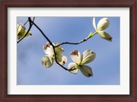 Framed Close-Up Of Flowering Dogwood Flowers On Branches, Atlanta, Georgia