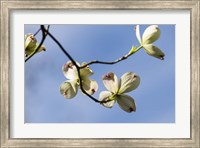 Framed Close-Up Of Flowering Dogwood Flowers On Branches, Atlanta, Georgia