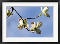 Framed Close-Up Of Flowering Dogwood Flowers On Branches, Atlanta, Georgia