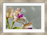 Framed Close-Up Of Orchid Flowers In Bloom