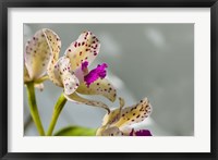 Framed Close-Up Of Orchid Flowers In Bloom