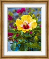 Framed Close-Up Of Hibiscus Flower