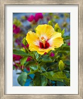 Framed Close-Up Of Hibiscus Flower