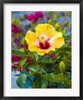 Framed Close-Up Of Hibiscus Flower