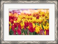 Framed Tulip Blooming In A Garden, Washington State