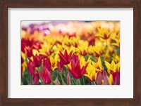 Framed Tulip Blooming In A Garden, Washington State