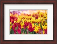 Framed Tulip Blooming In A Garden, Washington State